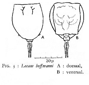 De Ridder, M (1960): Verhandelingen van de Koninklijke Vlaamse Academie voor Wetenschappen 65 p.171, fig.3